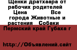 Щенки дратхаара от рабочих родителей › Цена ­ 22 000 - Все города Животные и растения » Собаки   . Пермский край,Губаха г.